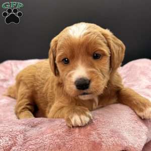 Cassie, Mini Goldendoodle Puppy